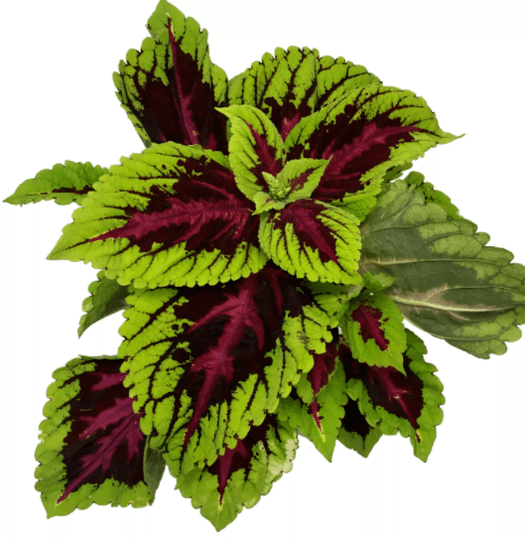 The Coleus forsokoli plant in Matcha Slim relaxes the nerves during weight loss